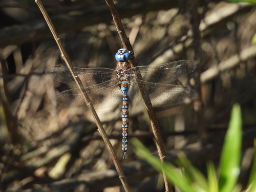 iNaturalist observation photo of Blue-eyed Darner