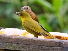 Orthogonys chloricterus