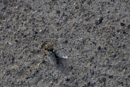 Unknown species found near Bingham County, ID, USA