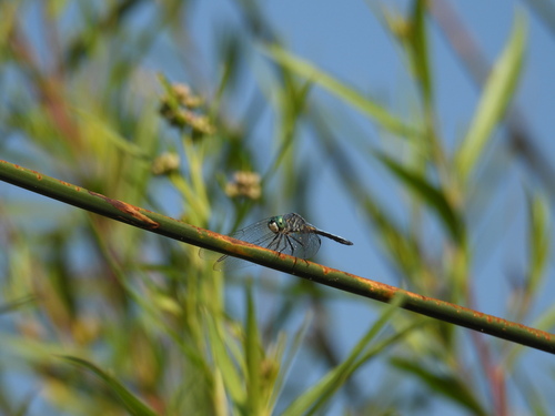 iNaturalist observation photo of Blue Dasher