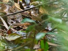 Myrmoderus squamosus