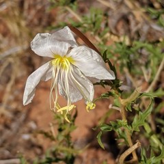 Oenothera pallida runcinata