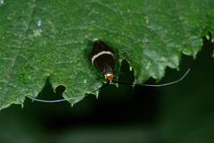 Adela australis