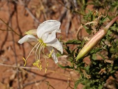 Oenothera pallida runcinata
