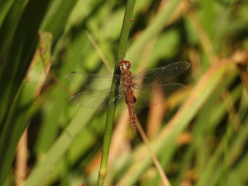 iNaturalist observation photo of Spot-winged Glider