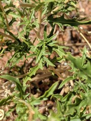 Oenothera pallida runcinata