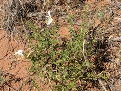 Oenothera pallida runcinata