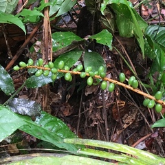 Chamaedorea pauciflora