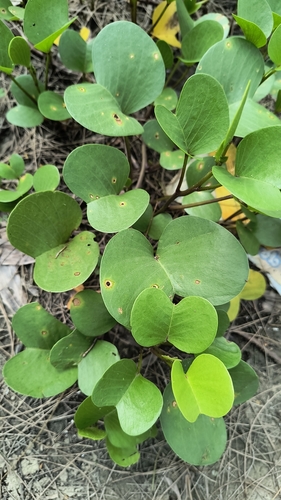 Beach Morning Glory