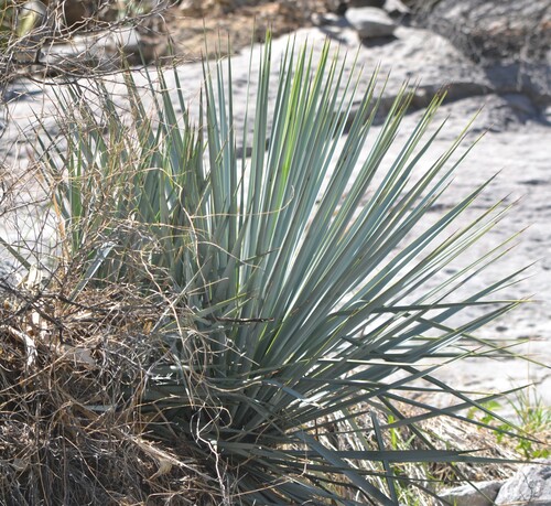 rigid blue yucca (Yucca rigida)
