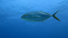 Caranx bartholomaei