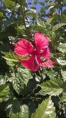 Hibiscus rosa-sinensis