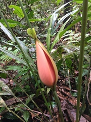 Cyclanthus bipartitus