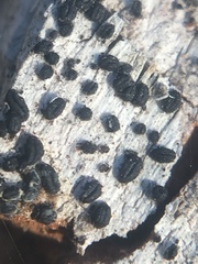 Hysterium angustatum