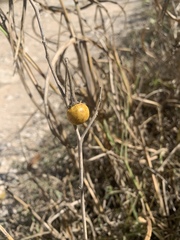 Solanum elaeagnifolium