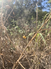 Solanum elaeagnifolium