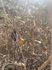 Solanum elaeagnifolium