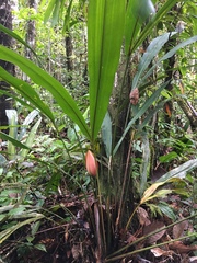 Cyclanthus bipartitus
