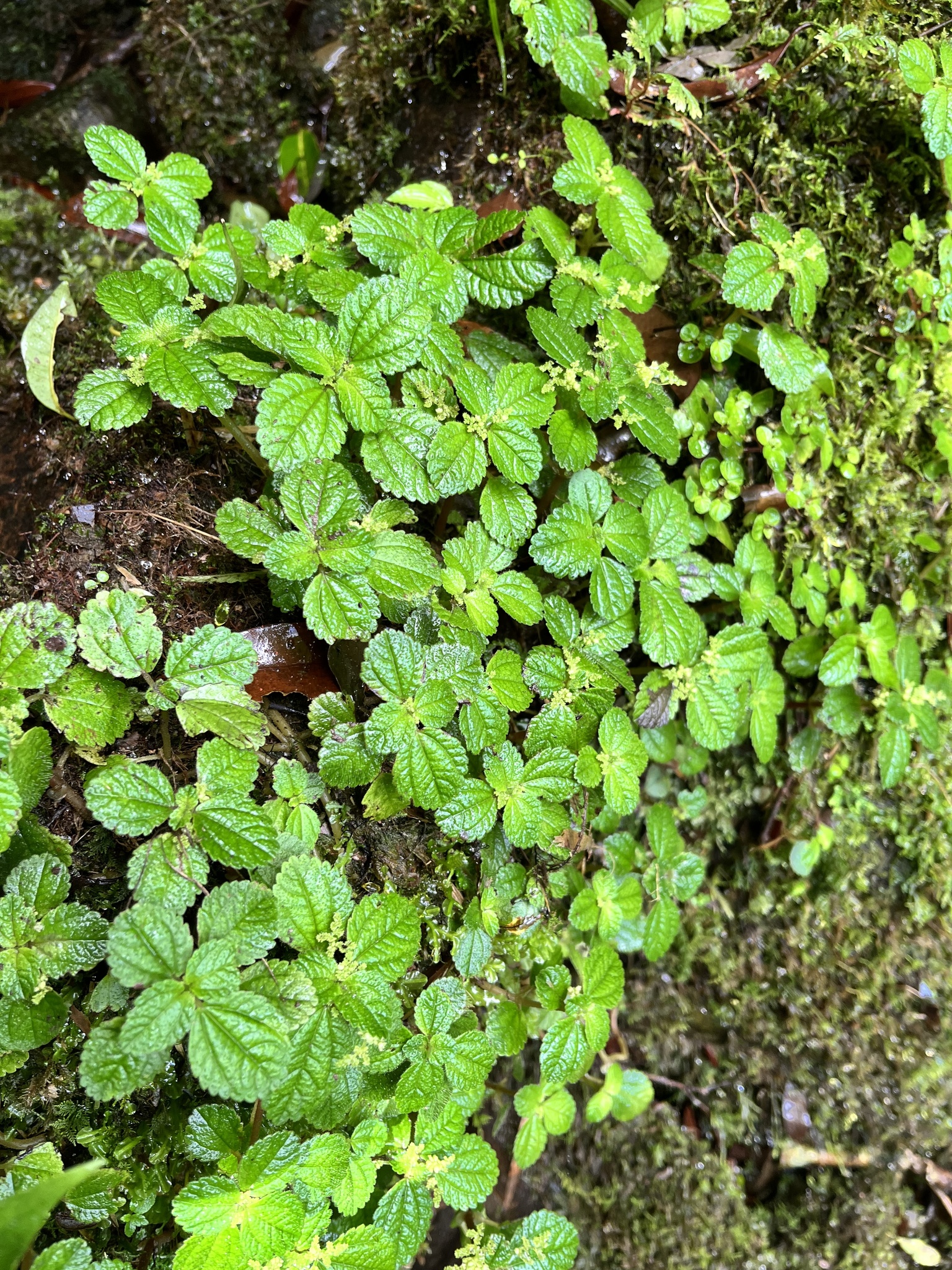 Pilea nummulariifolia