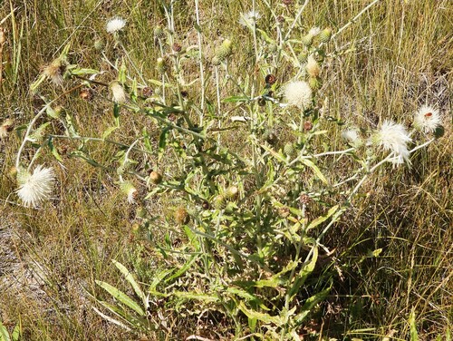 Cirsium brevifolium observed 2025-08-02