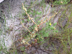 Atriplex matamorensis