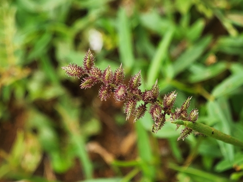 Tragus mongolorum, 2025-07-30