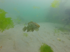Mycteroperca xenarcha