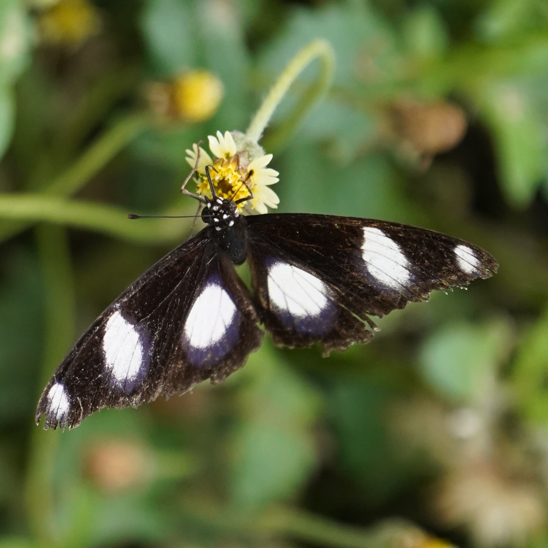 Danaid Eggfly