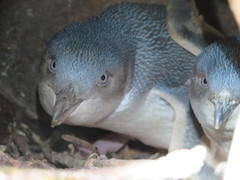 Eudyptula minor albosignata
