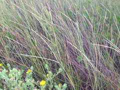 Paspalum monostachyum