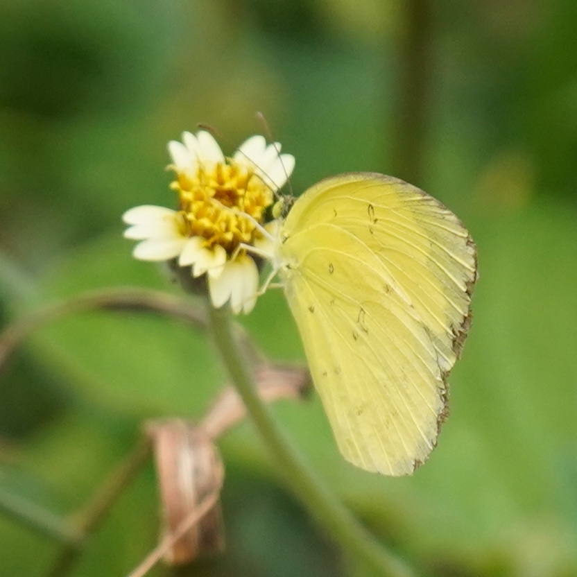 Common Grass Yellow