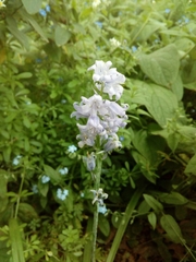 Hyacinthoides
