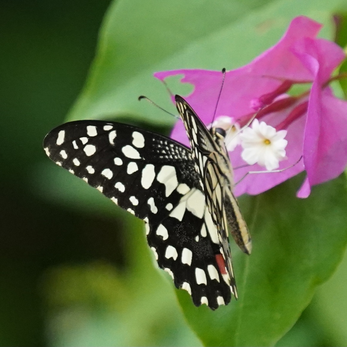 Lime Swallowtail