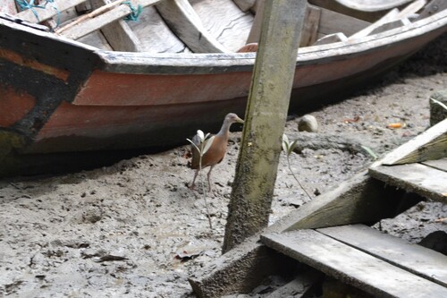Little Wood Rail (Aramides mangle), photo 4