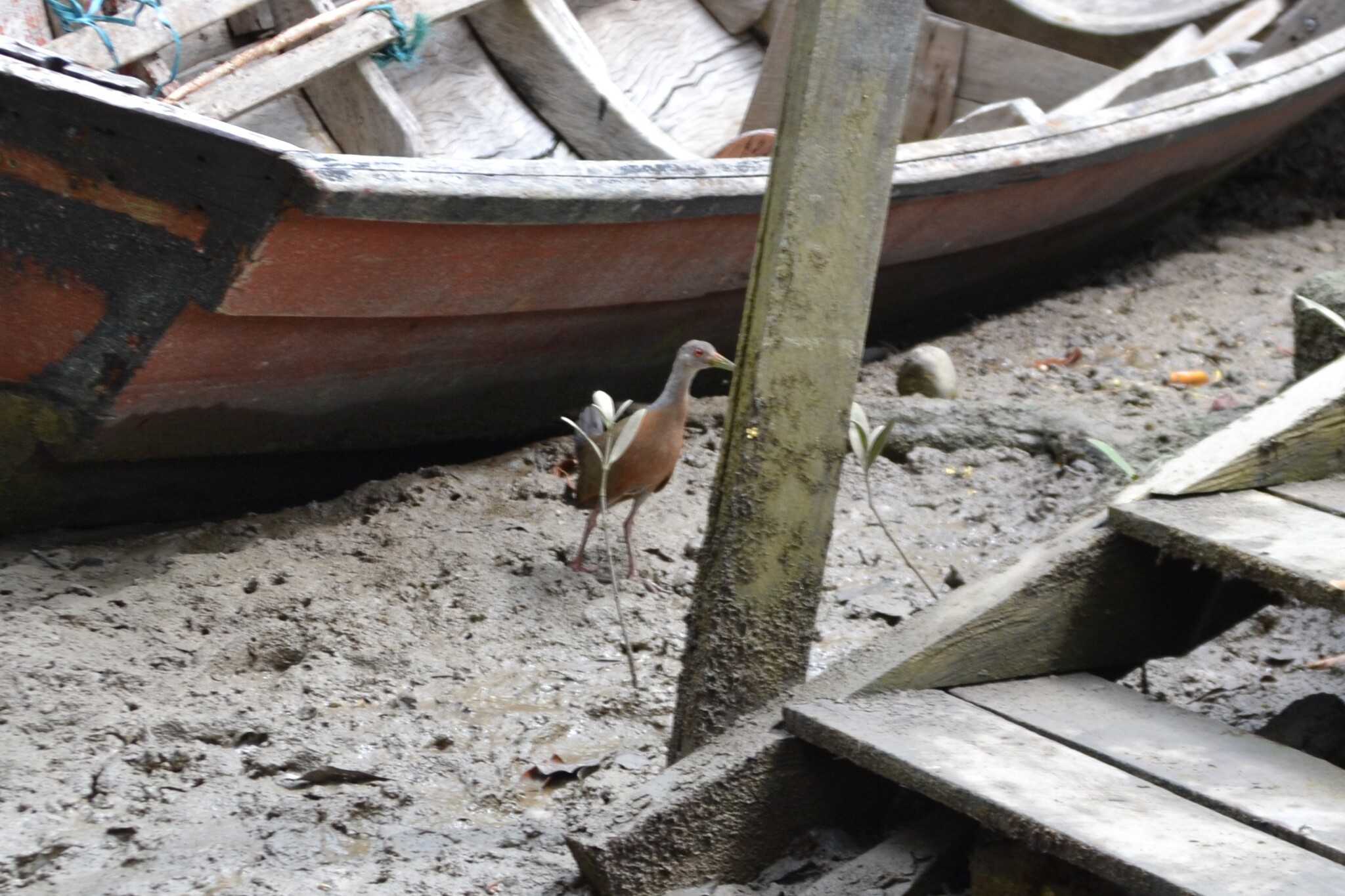 Little Wood Rail (Aramides mangle), photo 8