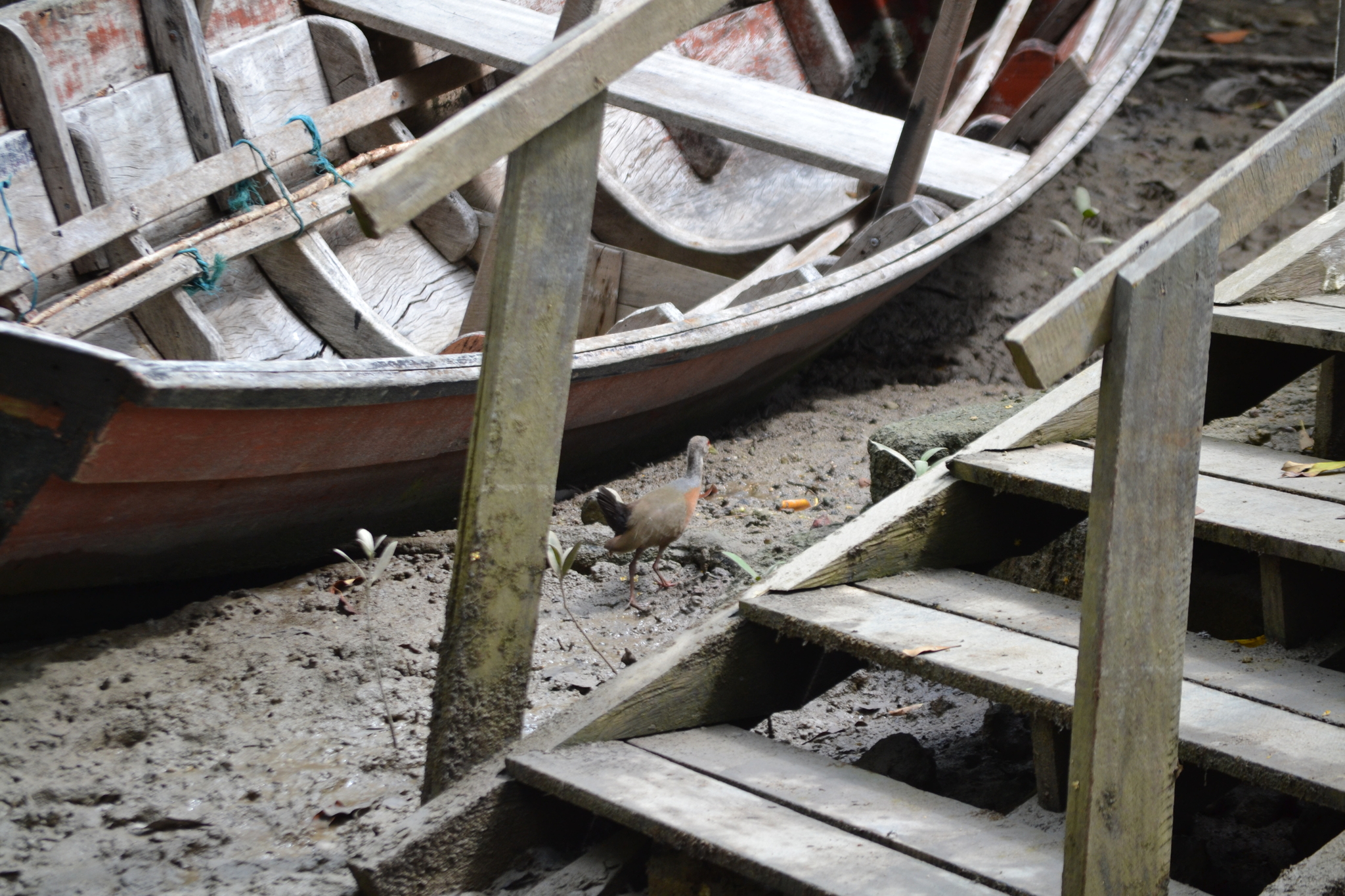 Little Wood Rail (Aramides mangle), photo 9