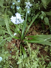 Hyacinthoides