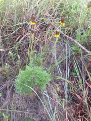 Ratibida peduncularis