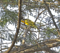 Malaconotus blanchoti