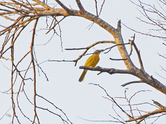 Malaconotus blanchoti