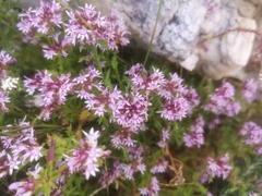 Lobelia jasionoides