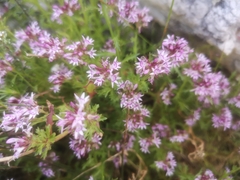 Lobelia jasionoides