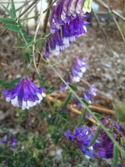 Vicia villosa villosa