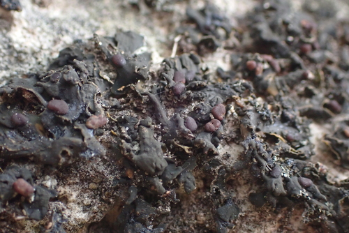 Collema texanum