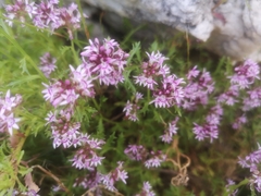 Lobelia jasionoides