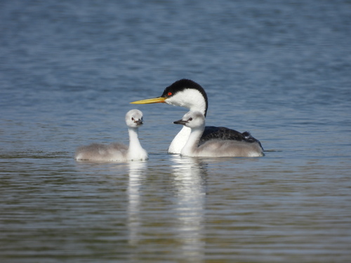iNaturalist observation photo of Western Grebe