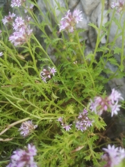 Lobelia jasionoides