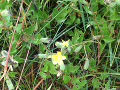 Mentzelia lindheimeri