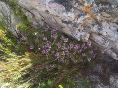 Lobelia jasionoides