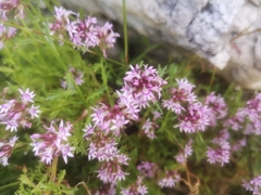 Lobelia jasionoides